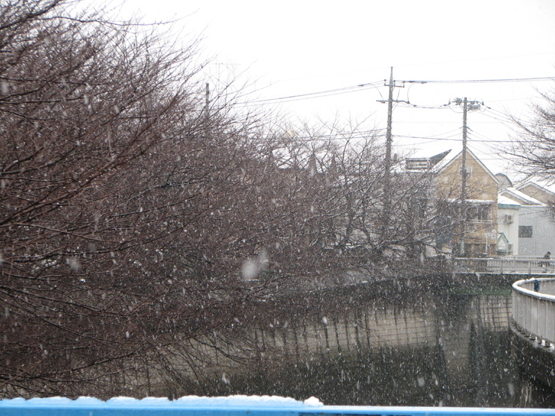 川に降る雪